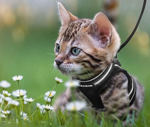 Cat Harness with Leash - AdventureKit