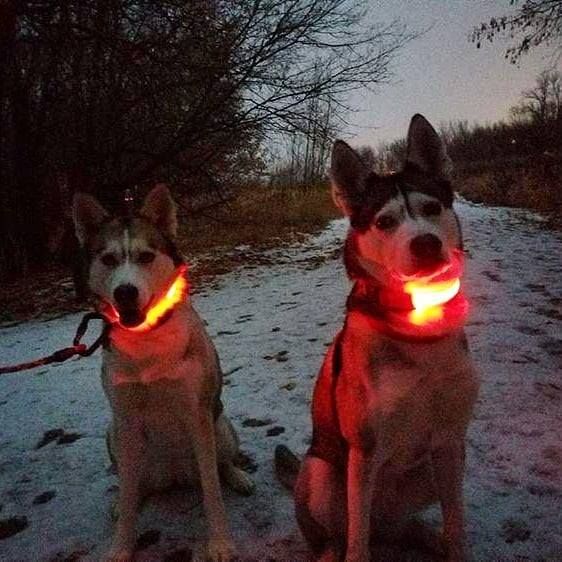 HondVeilig Pro - LED Collar for Dogs - Feel Safe and Stylish While Walking