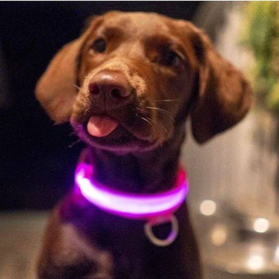 HondVeilig Pro - LED Collar for Dogs - Feel Safe and Stylish While Walking