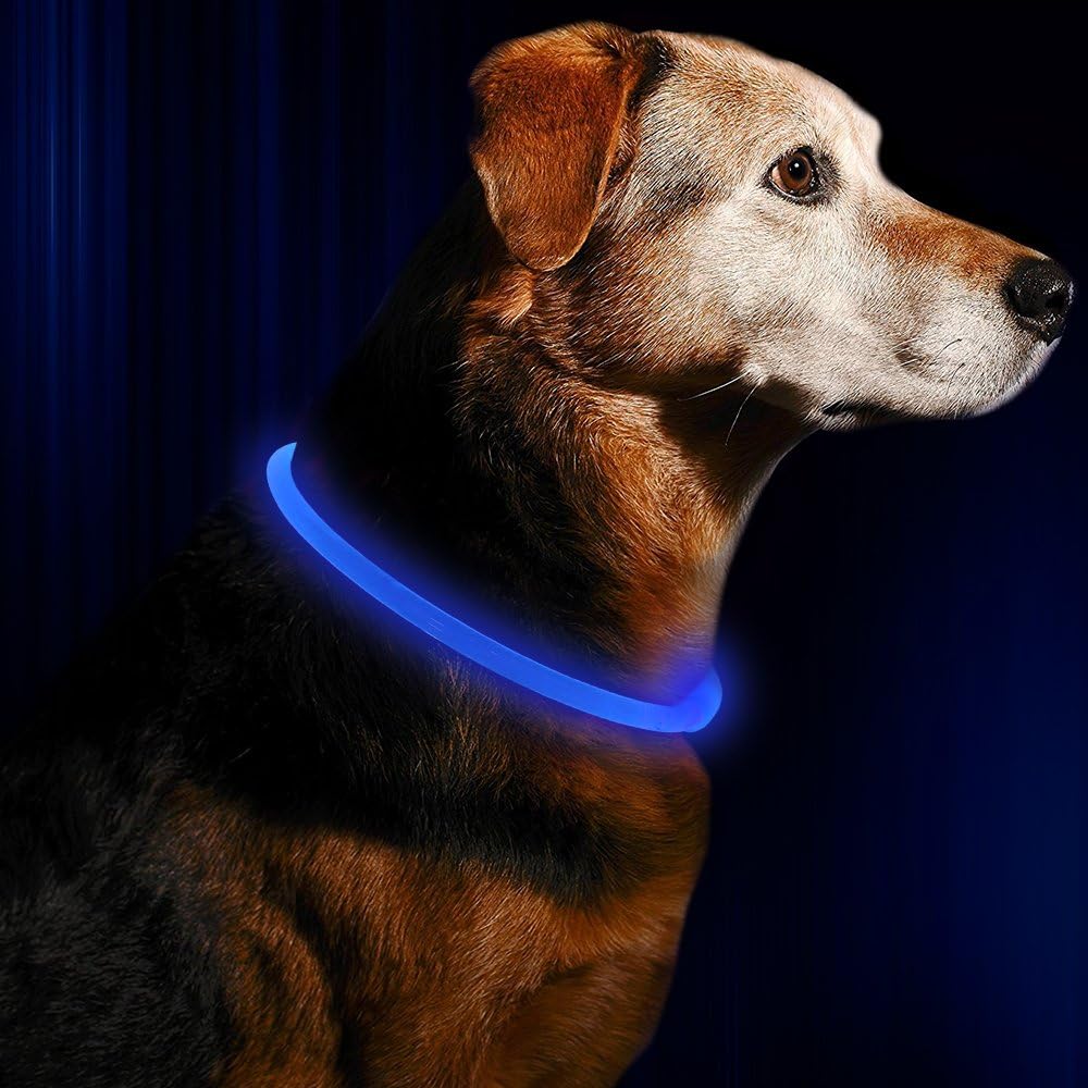 GlowSafe LED Dog Collar – Rechargeable USB Safety Light