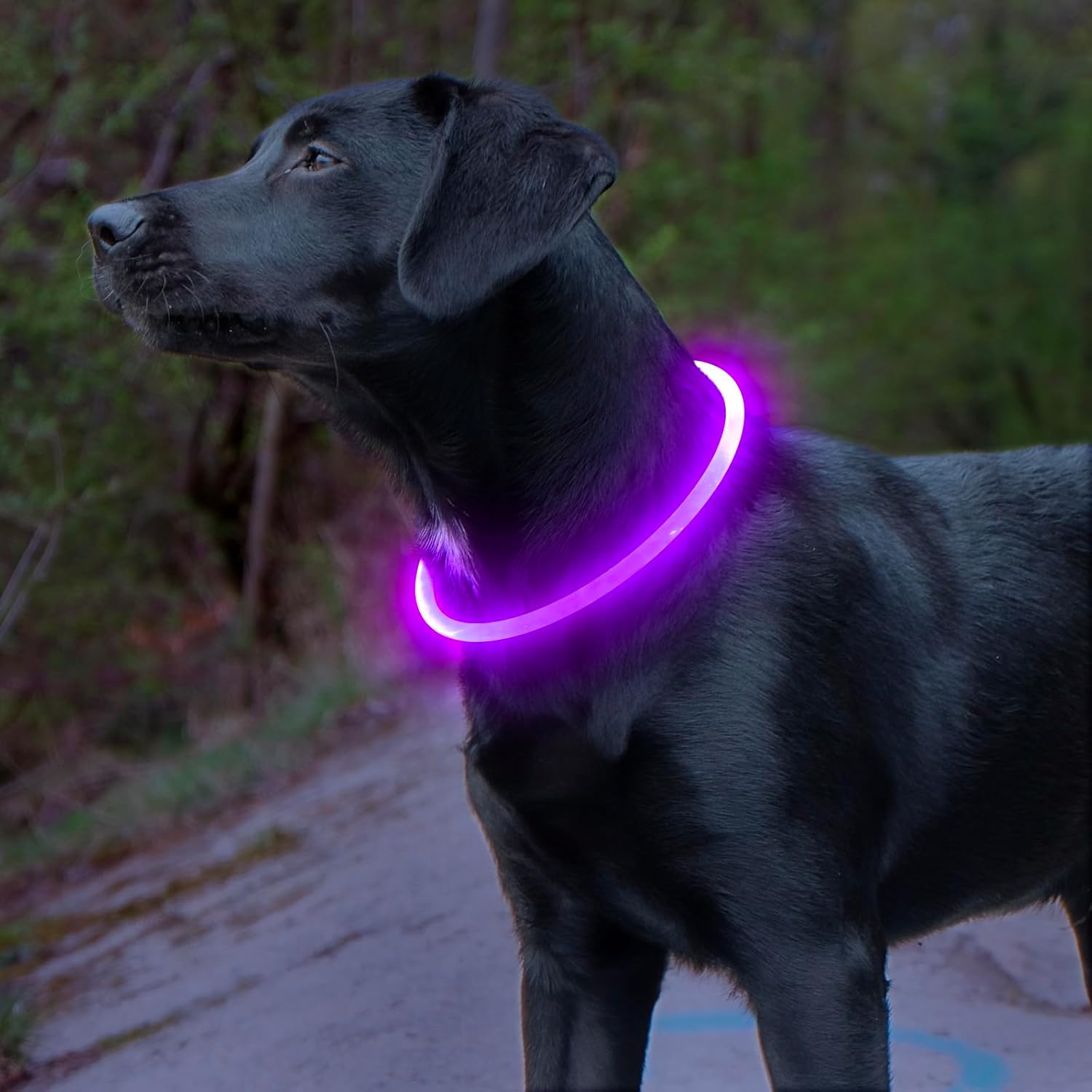 GlowSafe LED Dog Collar – Rechargeable USB Safety Light