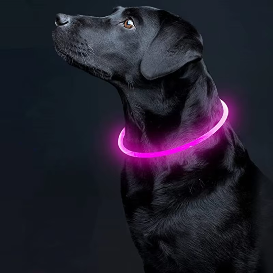 GlowSafe LED Dog Collar – Rechargeable USB Safety Light