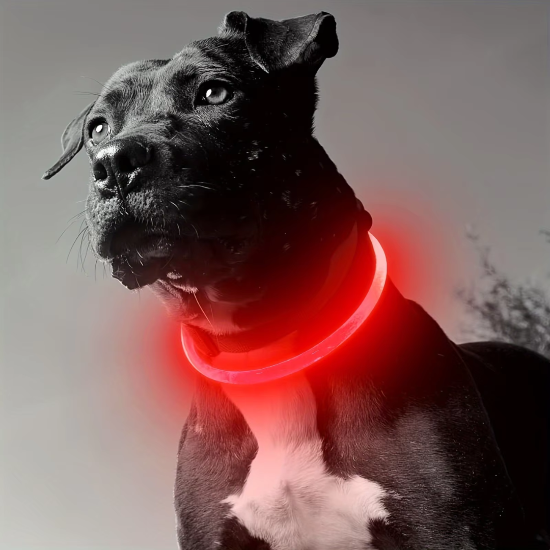 GlowSafe LED Dog Collar – Rechargeable USB Safety Light