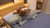 CuddleCroc XL Plush Pillow | 150CM Big Soft Crocodile Stuffed Animal Toy for Kids & Gifts