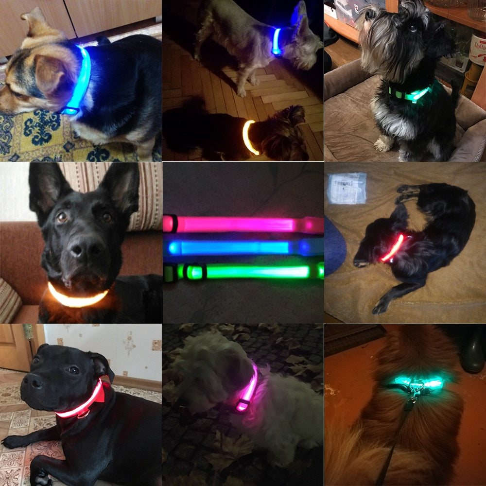 HondVeilig Pro - LED Collar for Dogs - Feel Safe and Stylish While Walking