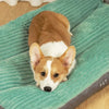 PawHaven Plush Dog Bed | Ultra-Soft, Machine-Washable Pet Comfort Bed